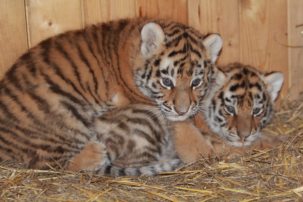 11_11_15_Tigernachwuchs_Zoo_MD_Wilfried_Kaufmann