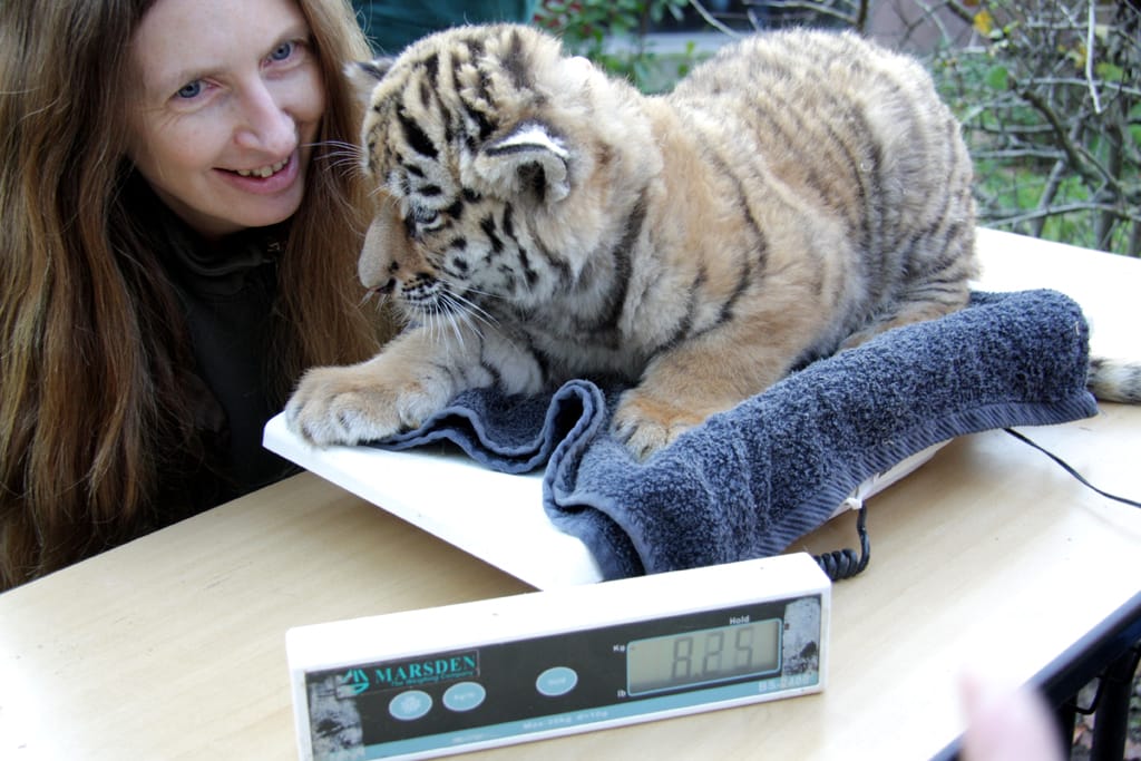 11_11_20_Gewicht_Tiger_1