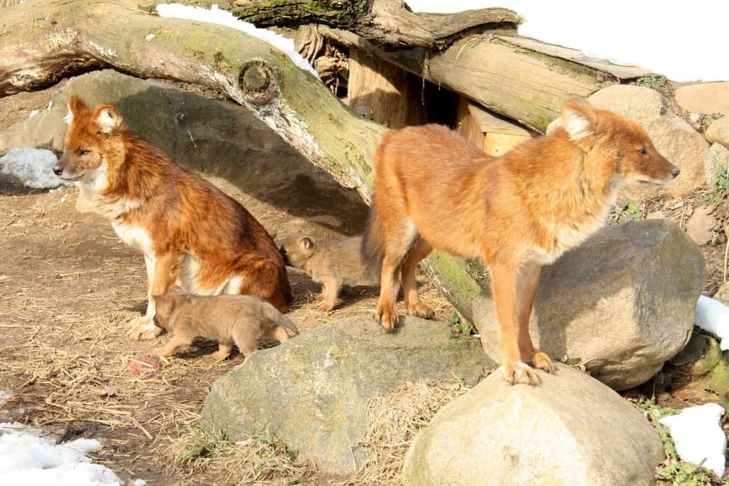 13_03_26_Rothund_Welpen_Ausflug_BE_-_03