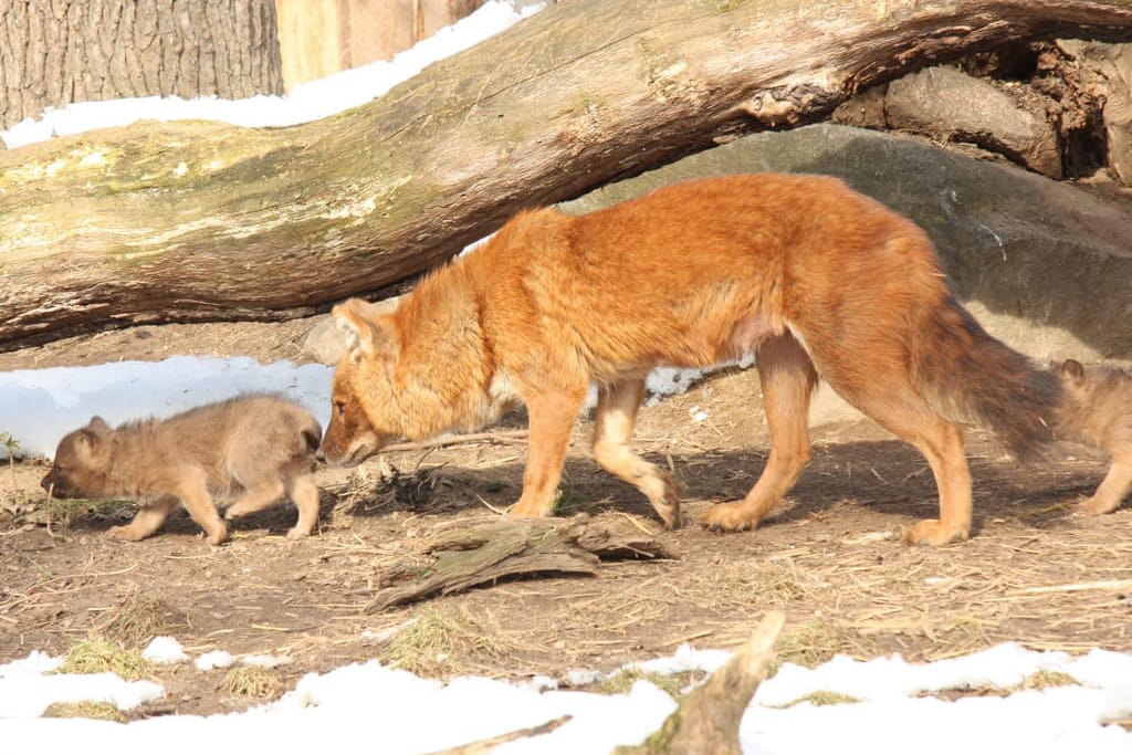 13_03_26_Rothund_Welpen_Ausflug_BE_-_13