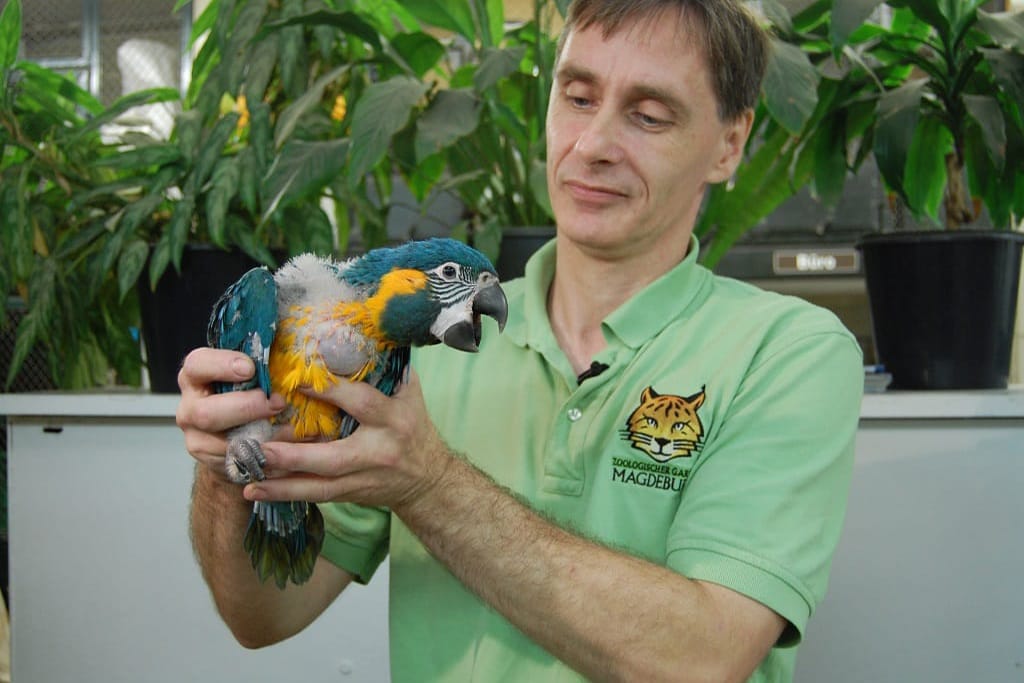 13_09_25_Blaulatzara_Nachwuchs__3_