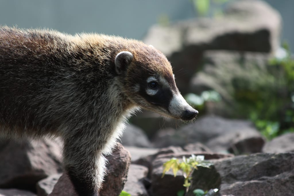 14_04_06_Weissruessel-_Nasenbaeren_12_Web