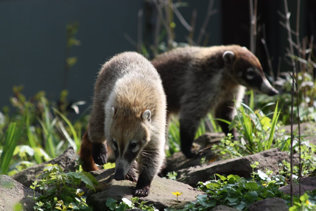 14_04_06_Weissruessel-_Nasenbaeren_13_Web