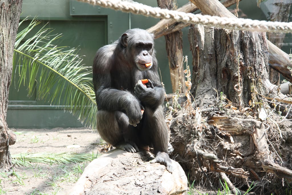 14_07_17_Schimpansenhaus_Eroeffnung_007_Web