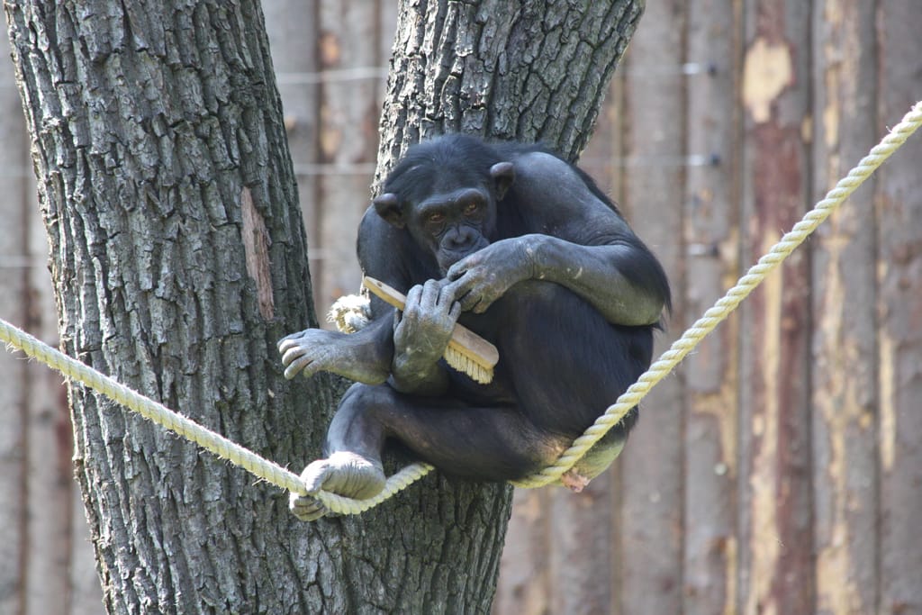 14_07_17_Schimpansenhaus_Eroeffnung_141_Web