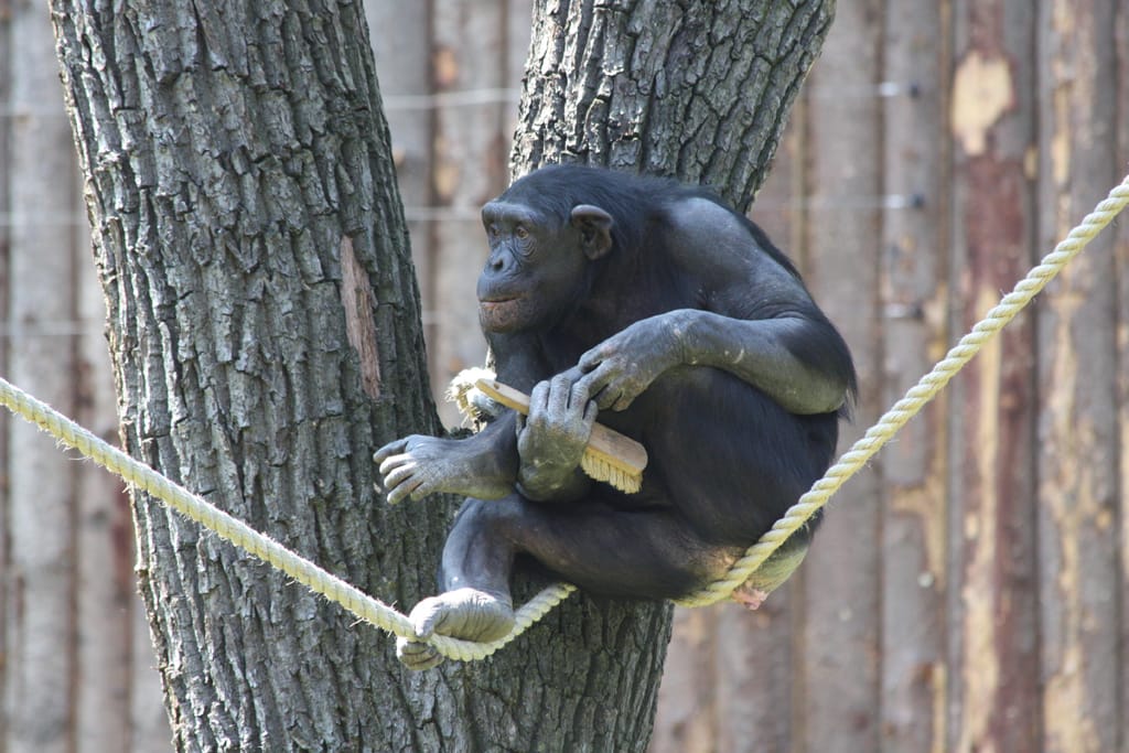 14_07_17_Schimpansenhaus_Eroeffnung_142_Web