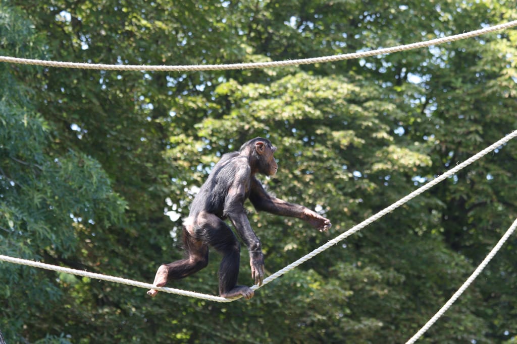 14_07_17_Schimpansenhaus_Eroeffnung_149_Web