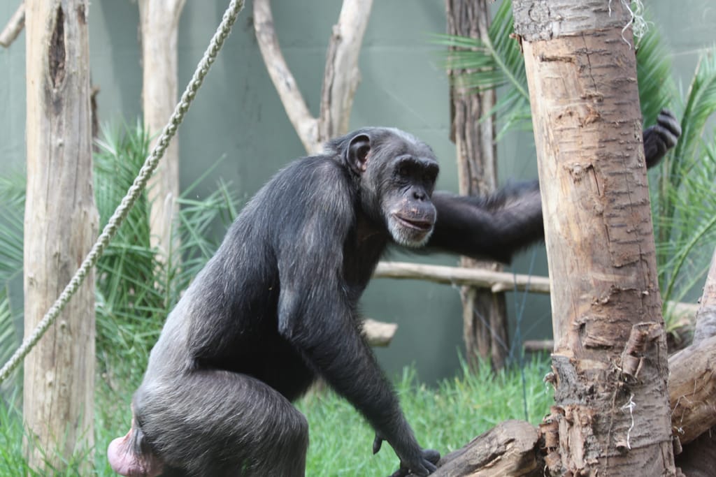 15_08_26_Schimpansen_Zusammenfuehrung_021_Web