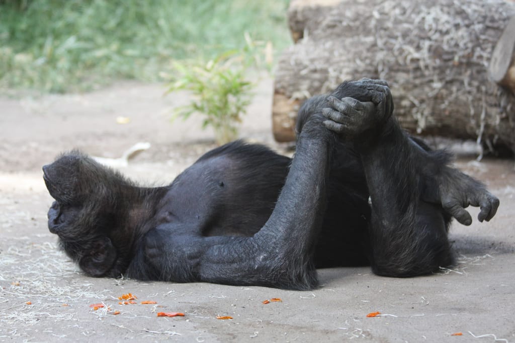 15_08_26_Schimpansen_Zusammenfuehrung_073_Web