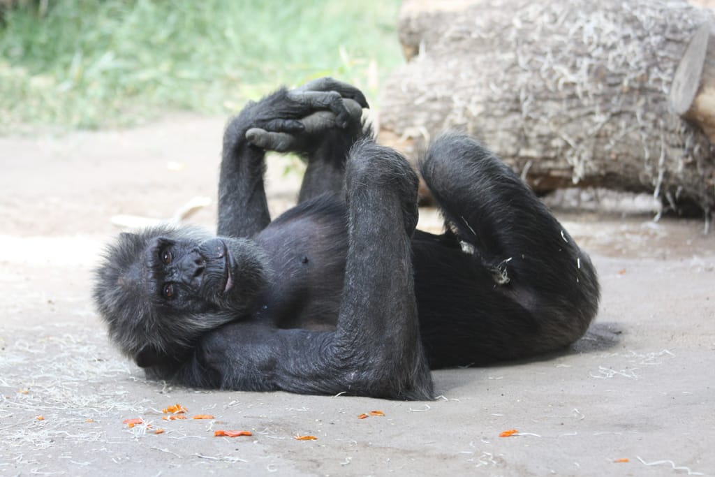 15_08_26_Schimpansen_Zusammenfuehrung_077_Web