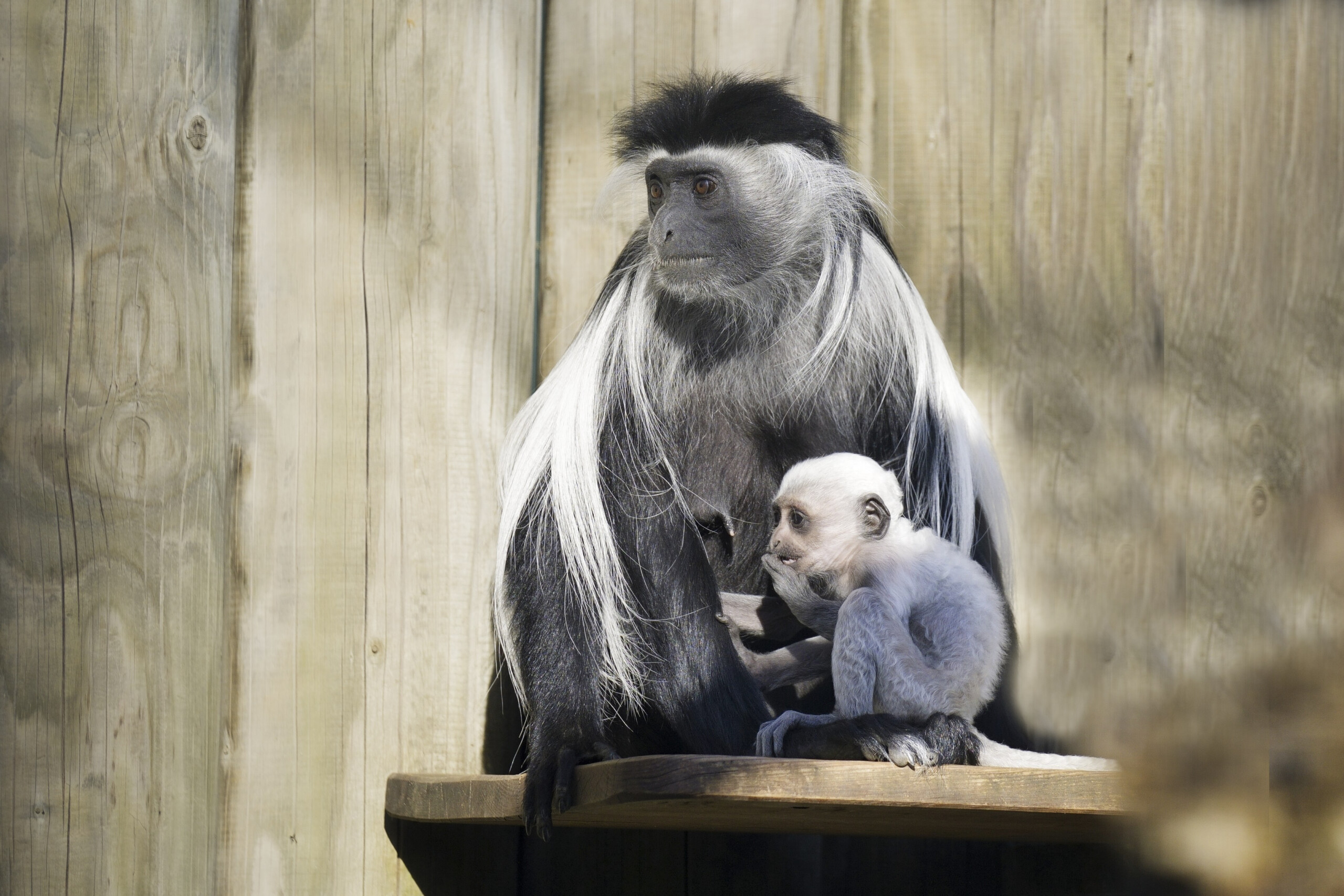24-04-26-tansania-stummelaffe-zoo-magdeburg-treuherz-scaled