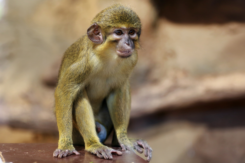 noerdliche-zwergmeerkatze_viktoria-kuehne